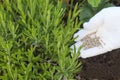 Female farmer hand in a rubber glove giving chemical fertilizer to young lavender in the garden. Organic gardening Royalty Free Stock Photo