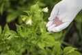 Female farmer hand in a rubber glove giving chemical fertilizer to young potato. Organic gardening Royalty Free Stock Photo