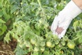 Female farmer hand in a rubber glove giving chemical fertilizer to young tomatoes. Organic gardening Royalty Free Stock Photo