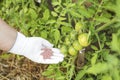 Female farmer hand in a rubber glove giving chemical fertilizer to young tomatoes. Organic gardening Royalty Free Stock Photo
