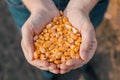 Female farmer handful of harvested corn grains, close up