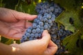 Female Farmer Hands Holding Bunch of Ripe Wine Grapes In The Vineyard Royalty Free Stock Photo