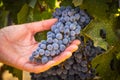 Female Farmer Hands Holding Bunch of Ripe Wine Grapes In The Vineyard Royalty Free Stock Photo