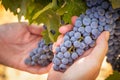 Female Farmer Hands Holding Bunch of Ripe Wine Grapes In The Vineyard Royalty Free Stock Photo