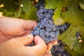 Female Farmer Hands Holding Bunch of Ripe Wine Grapes In The Vineyard Royalty Free Stock Photo