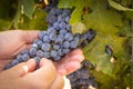 Female Farmer Hands Holding Bunch of Ripe Wine Grapes In The Vineyard Royalty Free Stock Photo