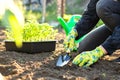 Female farmer hands planting to soil seedling in the vegetable garden Royalty Free Stock Photo