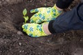 Female farmer hands planting to soil seedling in the vegetable garden Royalty Free Stock Photo