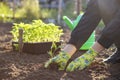 Female farmer hands planting to soil seedling in the vegetable garden Royalty Free Stock Photo