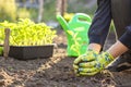 Female farmer hands planting to soil seedling in the vegetable garden Royalty Free Stock Photo