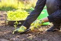 Female farmer hands planting to soil seedling in the vegetable garden Royalty Free Stock Photo