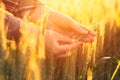 Female farmer hands in wheat plantation Royalty Free Stock Photo