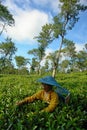 Female farmer harvesting inside tea crop Royalty Free Stock Photo