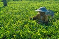 Female farmer harvesting inside tea crop Royalty Free Stock Photo