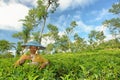 Female farmer harvesting inside tea crop Royalty Free Stock Photo