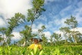 Female farmer harvesting tea leaves on tea crop