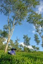 Female farmer harvesting tea leaves under tree