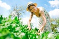 Female farmer in hat is checking maturing peas plant Royalty Free Stock Photo