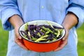 Female farmer holding bowl of green beans, close up view. Harvesting concept Royalty Free Stock Photo