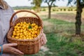 Female farmer holding wicker basket with harvested yellow mirabelle plums Royalty Free Stock Photo