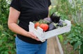 A female farmer holds a box with a crop of organic vegetables in her hands. Tomatoes, peppers and eggplants