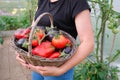 A female farmer holds a wicker basket with a harvest of organic vegetables in her hands. Close up