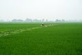 Female farmer leading herd of goats through foggy rice paddies, Ninh Binh, Vietnam