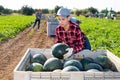 Female farmer neatly stacks watermelons in a large box for transportation from field to warehouse