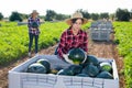 Female farmer neatly stacks watermelons in a large box for transportation from field to warehouse