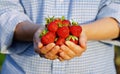 Female farmer outstretching hands full of fresh strawberries Royalty Free Stock Photo