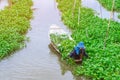 Female farmer paddle in the river to collect morning glory for sale at the market. Morning glory is a tropical food that contains