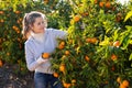 Female farmer picking mandarins