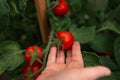 Female farmer picking a ripe red bell tomatoes in an ecological and traditional greenhouse. Ecological and organic cultivation Royalty Free Stock Photo