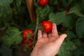 Female farmer picking a ripe red bell tomatoes in an ecological and traditional greenhouse. Ecological and organic cultivation Royalty Free Stock Photo
