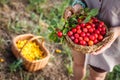 Female farmer picking yellow and red mirabelle plum fruits into wicker basket Royalty Free Stock Photo