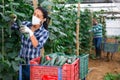 Female farmer in protective mask puts cucumbers in plastic box for sale