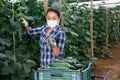 Female farmer in protective mask puts cucumbers in plastic box for sale