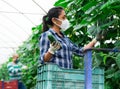 Female farmer in protective mask puts cucumbers in plastic box for sale