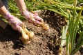 Female Farmer Pull Fresh Young Ripe Onion.