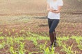 Female farmer recording the growth of corn in corn fields. . Royalty Free Stock Photo