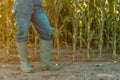 Female farmer in rubber boots standing in corn field Royalty Free Stock Photo