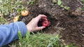 The farmer`s beautiful hand holds the gladiolus bulb or corm or bulbotuber to plant it in the open fertile ground in the spring