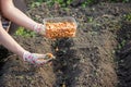 Female farmer& x27;s hand sowing onions in organic vegetable garden, close-up of hand sowing seeds in soil Royalty Free Stock Photo