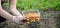 Female farmer& x27;s hand sowing onions in organic vegetable garden, close-up of hand sowing seeds in soil Royalty Free Stock Photo