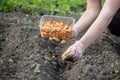 Female farmer& x27;s hand sowing onions in organic vegetable garden, close-up of hand sowing seeds in soil Royalty Free Stock Photo