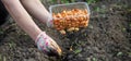 Female farmer& x27;s hand sowing onions in organic vegetable garden, close-up of hand sowing seeds in soil Royalty Free Stock Photo