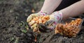 Female farmer& x27;s hand sowing onions in organic vegetable garden, close-up of hand sowing seeds in soil Royalty Free Stock Photo