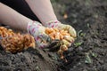 Female farmer& x27;s hand sowing onions in organic vegetable garden, close-up of hand sowing seeds in soil Royalty Free Stock Photo