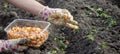 Female farmer& x27;s hand sowing onions in organic vegetable garden, close-up of hand sowing seeds in soil Royalty Free Stock Photo