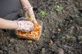 Female farmer& x27;s hand sowing onions in organic vegetable garden, close-up of hand sowing seeds in soil Royalty Free Stock Photo